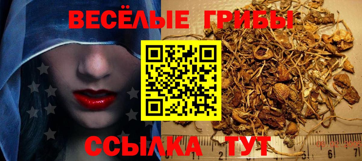 Галлюциногенные грибы Psilocybe Вичуга